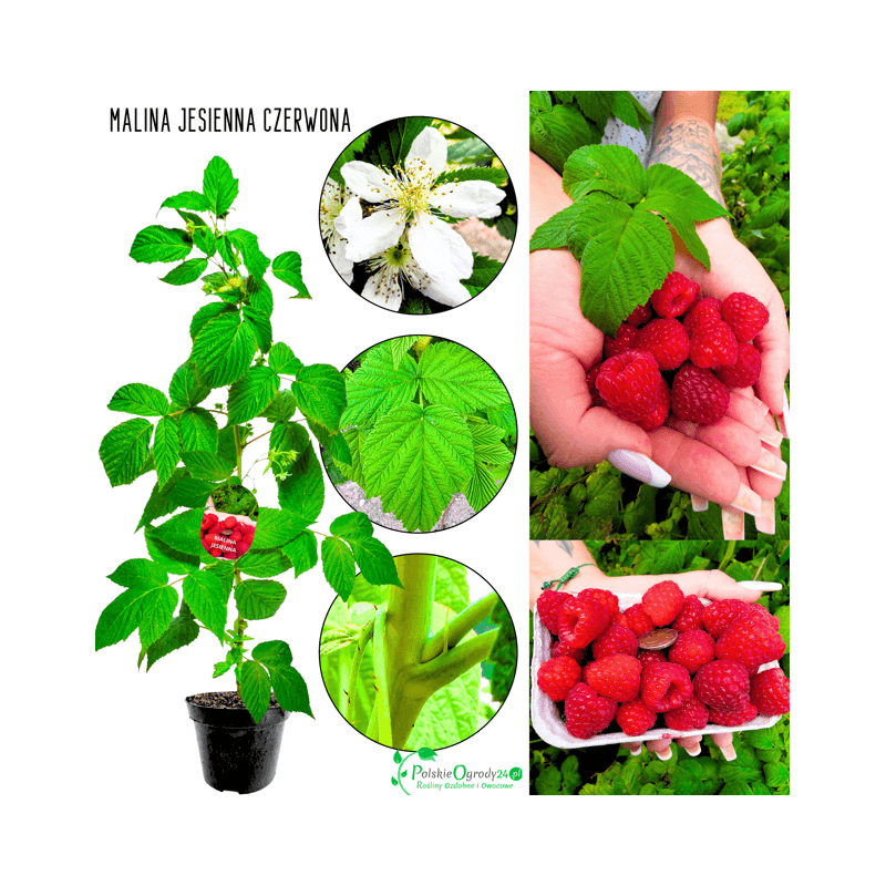 Malina jesienna czerwona 25-35 cm