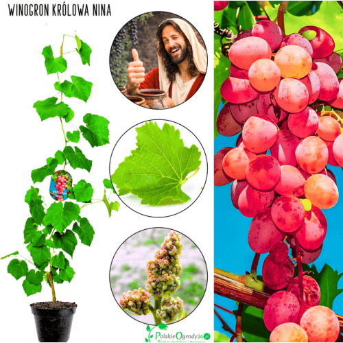 Winogron Królowa Nina 50-60 cm
