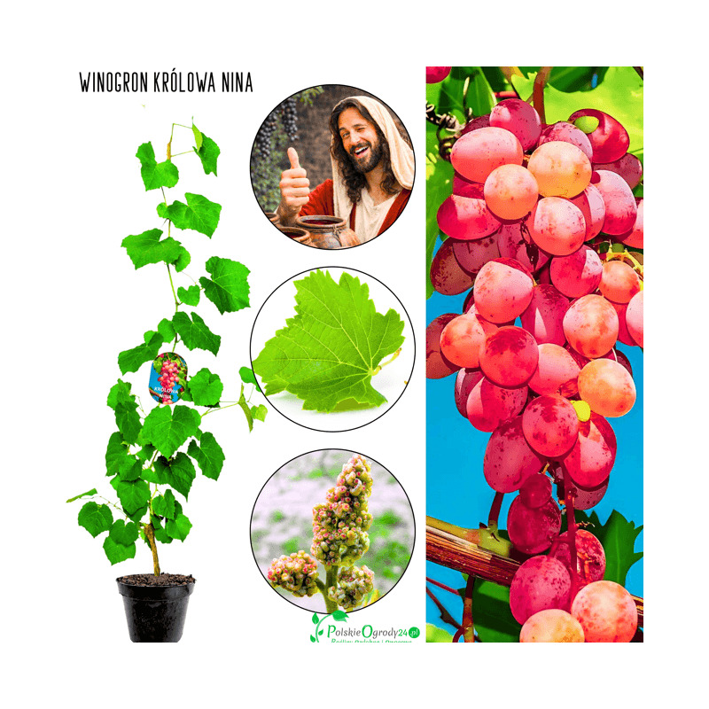 Winogron Królowa Nina 50-60 cm