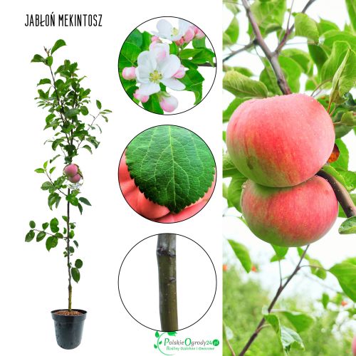 Jabłoń Mekintosz mrozoodporna odmiana Jabłoni 100-150 cm