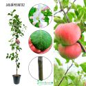 Jabłoń Mekintosz mrozoodporna odmiana Jabłoni 100-150 cm
