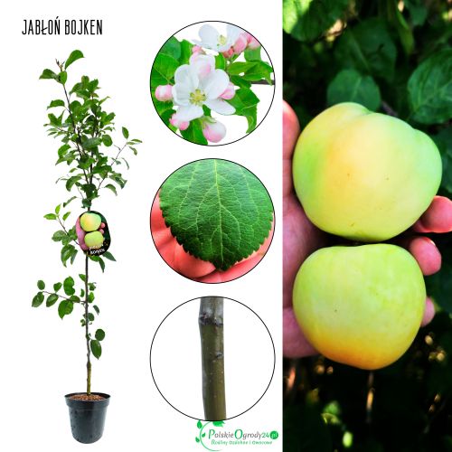 Jabłoń Boiken mrozoodporna odmiana jabłoni 100-150 cm