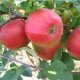 Jabłoń Ligol łac. Malus domestica 