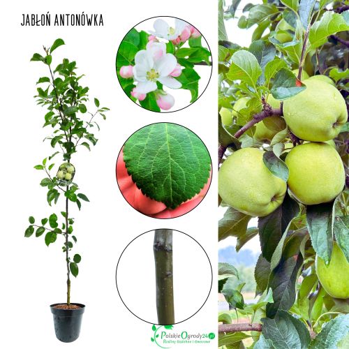 Jabłoń Antonówka tradycyjna odmiana 100-150 cm