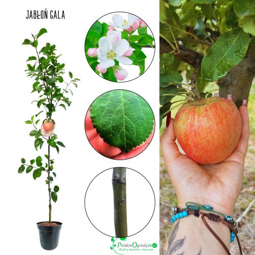 Jabłoń Gala słodka odmiana jabłoni 100-150 cm