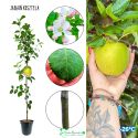 Jabłoń Kosztela stara odmiana jabłoni 100-150 cm
