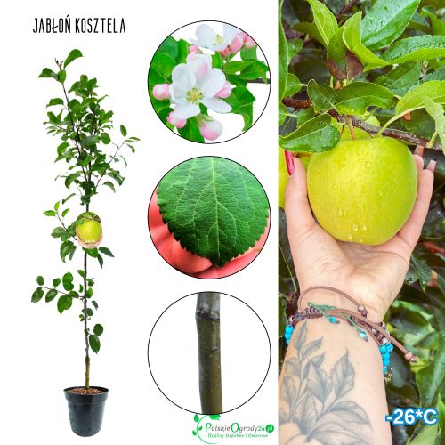 Jabłoń Kosztela stara odmiana jabłoni 100-150 cm