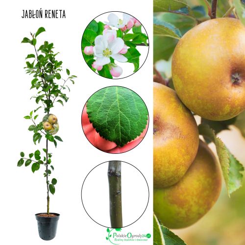Jabłoń Szara Reneta kwaśna odmiana jabłoni 100-150 cm