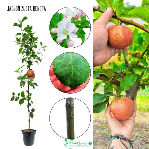 Jabłoń Złota Reneta stara odmiana jabłoni 100-150 cm