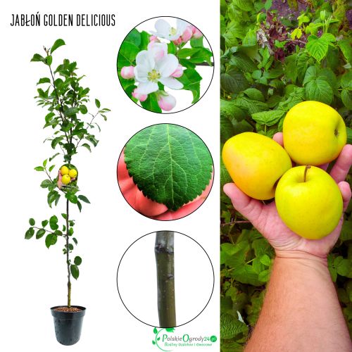 JABŁOŃ GOLDEN DELICIOUS