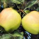 JABŁOŃ GOLDEN DELICIOUS