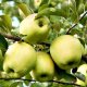 JABŁOŃ GOLDEN DELICIOUS
