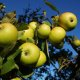 JABŁOŃ GOLDEN DELICIOUS
