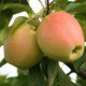 JABŁOŃ GOLDEN DELICIOUS