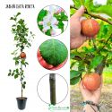 Jabłoń Złota Reneta sadzonka drzewka owocowego 180-220 cm