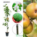 Jabłoń Szara Reneta sadzonka do ogrodu 180-220 cm