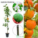 Jabłoń Koksa Pomarańczowa Drzewko Owocowe 180-220 cm