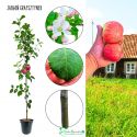 Jabłoń Grafsztynek idealna na szarlotkę 180-220 cm