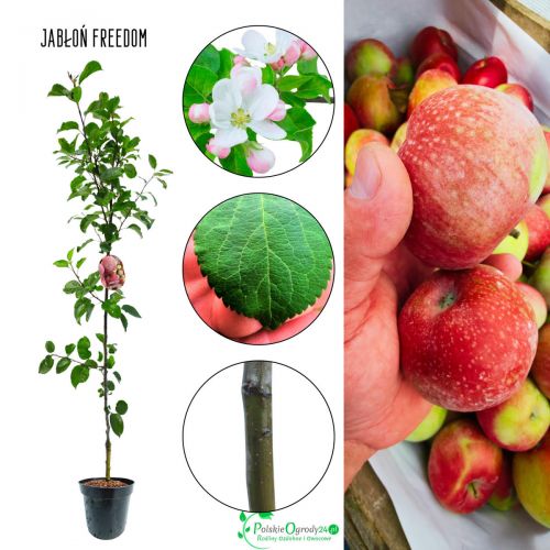 Jabłoń Freedom odporna odmiana jabłoni 100-150 cm