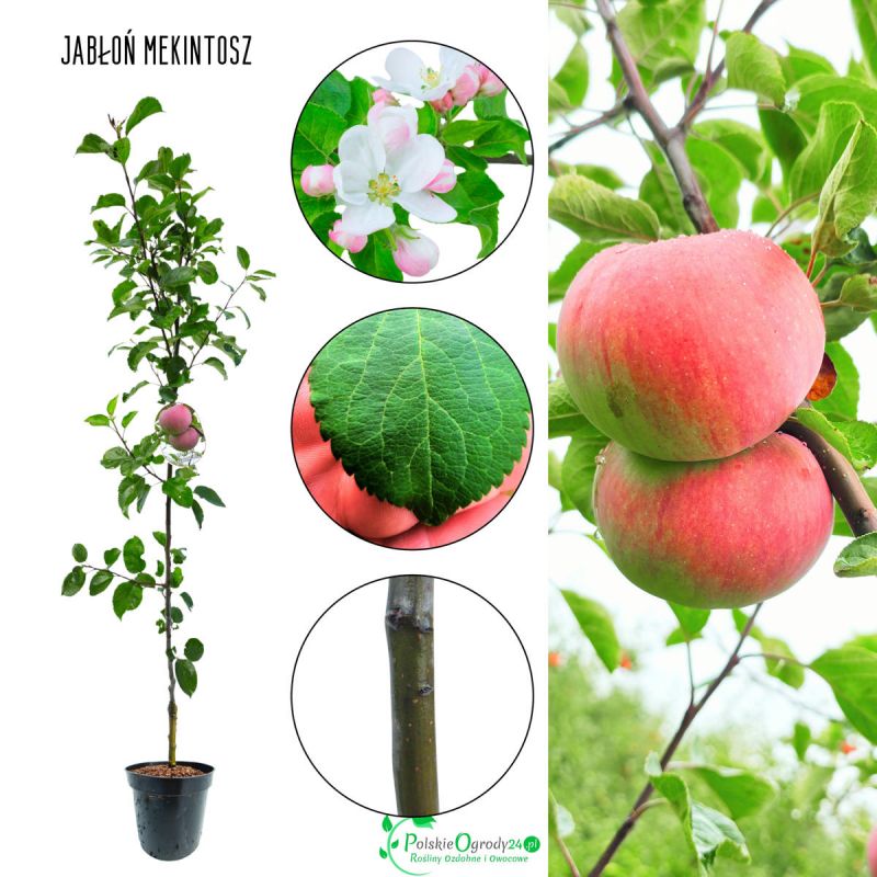 Jabłoń McIntosh mrozoodporna odmiana