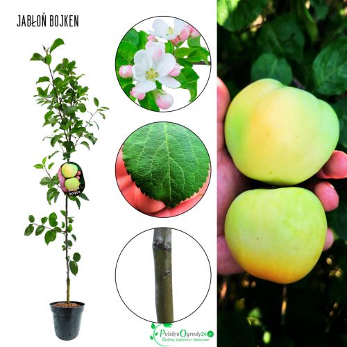 Jabłoń Boiken niemiecka odmiana