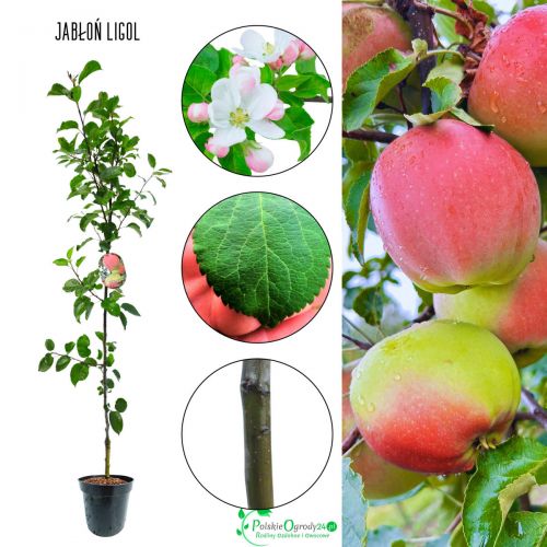 Jabłoń Ligol łac. Malus domestica 100-150 cm D.5 L