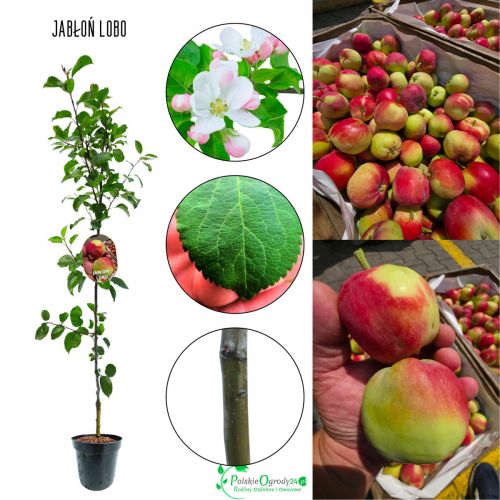 Jabłoń Lobo odmiana jabłoni do ogrodu 100-150 cm