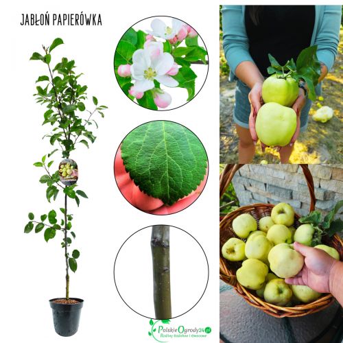Jabłoń Papierówka do przydomowego sadu 100-150 cm