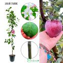 Jabłoń Starking idealna na soki 100-150 cm