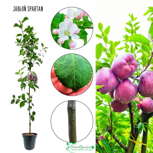 Jabłoń Spartan słodkie chrupiące jabłka 100-150 cm
