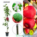 Jabłoń Idared obfite plonowanie 180-220 cm