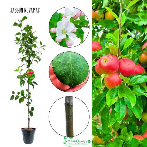 Jabłoń Novamac wczesne owocowanie 180-220 cm
