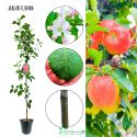 Jabłoń Florina odporna na parch 100-150 cm