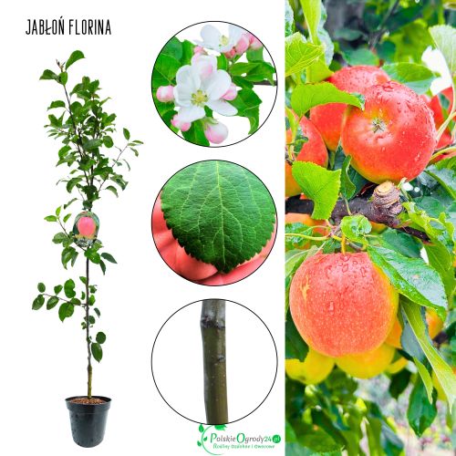 Jabłoń FLORINA PARCHOODPORNA