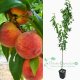 Brzoskwinia Velvet łac. Prunus persica 100-150 cm K