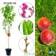 Brzoskwinia Iskra łac. Prunus persica soczysta polska odmiana 100-150 cm D.