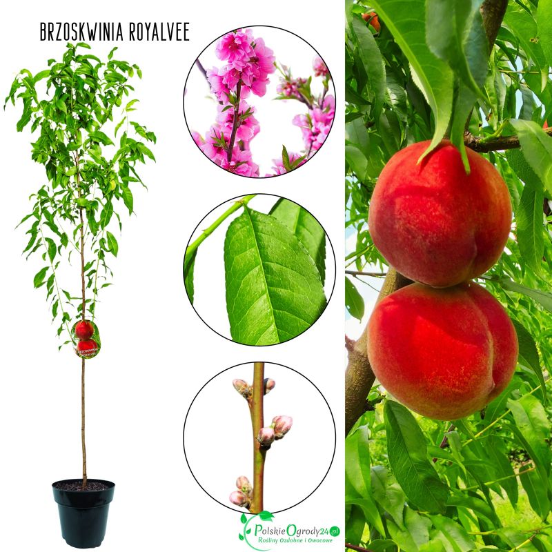 Brzoskwinia Royalvee łac. Prunus persica 100-150 cm K.