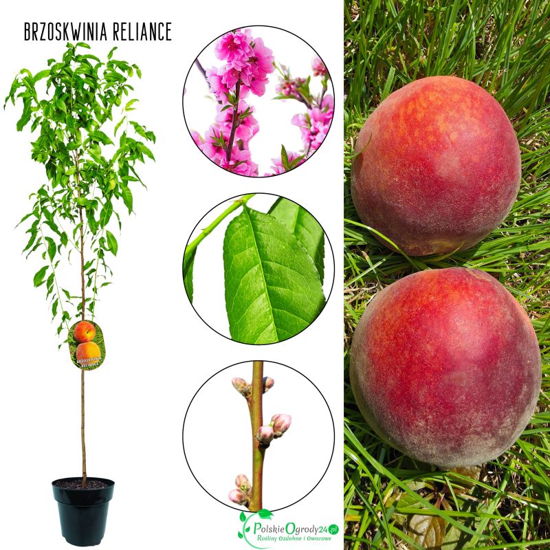 Brzoskwinia Reliance łac. Prunus persica 100-150 cm K.