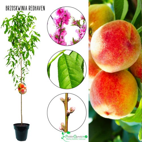 Brzoskwinia Redhaven słodkie owoce 100-150 cm