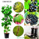Porzeczka Czarna aromatyczne owoce krzew 70-110 cm