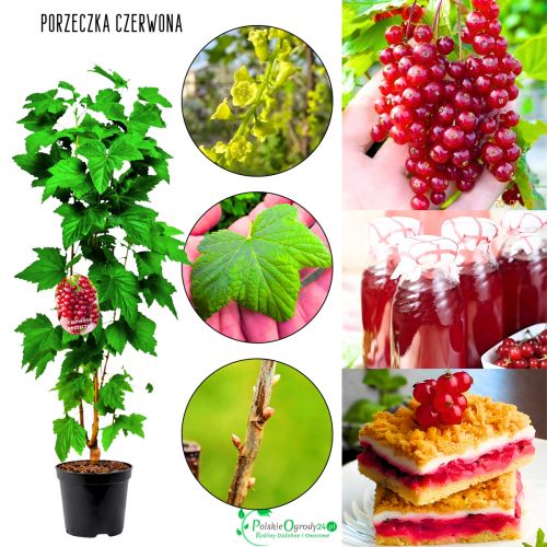 PORZECZKA CZERWONA