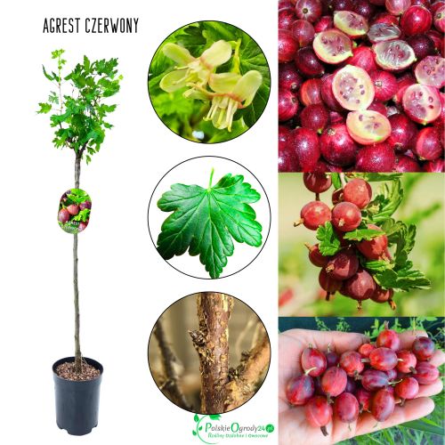 PIENNY CZERWONY AGREST 80-120 cm