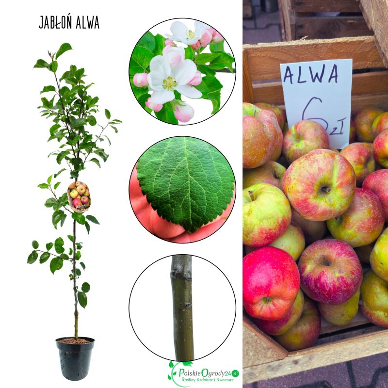 Jabłoń Alwa długowieczne drzewo owocowe 100-150 cm