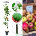Jabłoń Alwa wysokiej jakości sadzonka jabłoni 180-220 cm