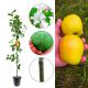 Jabłoń Ananas Berżenicki aromatyczne owoce 180-220 cm