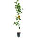 Jabłoń Ananas Berżenicki aromatyczne owoce 180-220 cm