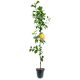 Jabłoń Smalcówka słodkokwaśne smaczne owoce 180-220 cm