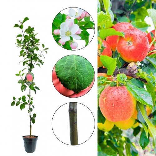 Jabłoń Florina zimowa odmiana deserowa 180-220 cm
