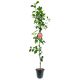 Jabłoń Florina zimowa odmiana deserowa 180-220 cm