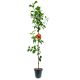 Jabłoń Witos polska odmiana plenne drzewko 100-150 cm